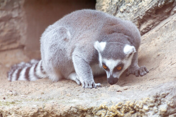 Fototapeta premium A gray and white striped lemur is looking down at the ground