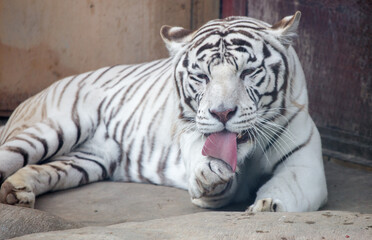 An albino tiger licks its paw
