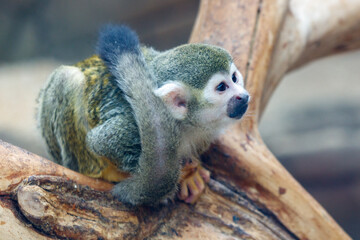 A baby squirrel is sitting on a tree branch