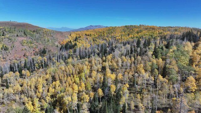 Aerial Mnt Nebo scenic byway road autumn. Beautiful season fall colors Aspen, Oak, Pine forest. Canyon central Utah. Exploring natural landscape. Seasonal weather. Nature recreation.