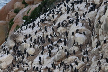 black-faced cormorant