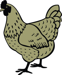 A Colorful Domestic Hen Vector illustration on a White Background