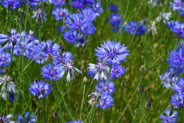 꽃, 파란색, 보라색, 식물, 야외, 공원, 수레국화, 국화