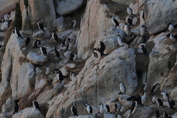 black-faced cormorant