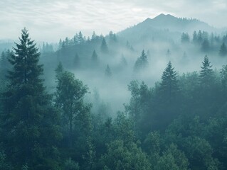 Foggy Forest Enveloped in Mist