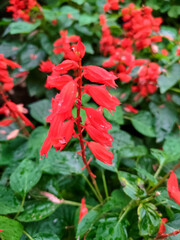 Saliva Splendens, Scarlet Sage, red flowers