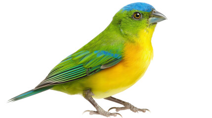 Fototapeta premium Tanager Blue-naped Chlorophonia, Chlorophonia cyanea bird collection, portrait, flying and standing, isolated on a trasnparent background, cut out png