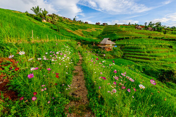 Natural background on the mountain with green rice terraces. Pa Bong Piang is one of the beautiful...