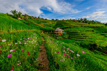 Fototapeta premium Natural background on the mountain with green rice terraces. Pa Bong Piang is one of the beautiful viewpoints in Chiang Mai, Thailand, overlooking the surrounding mountains. It is always popular.