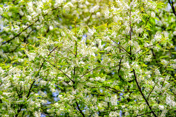 Bird cherry branches in the garden in spring
