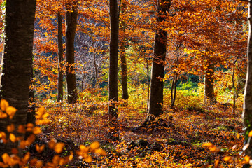 Golden autumn leaves illuminate the forest floor as warm, gentle sunlight filters through the trees, creating a stunning interplay of light and shadows and inviting warmth in Montseny Spain