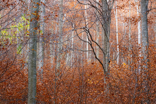 A dense forest displays an array of bare and leafy branches, contrasting with the vibrant autumn colors and creating a composition evoking transformation and renewal in Montseny Spain