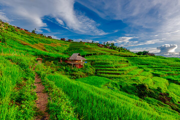 Natural background on the mountain with green rice terraces. Pa Bong Piang is one of the beautiful...