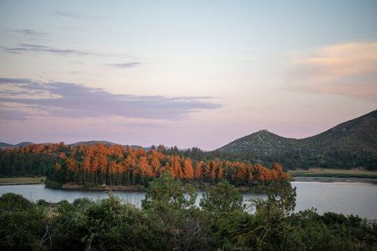 Rust colored pine trees on the shore of Cuyamaca Lake at sunset