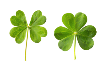 Two clover leaves with four and five leaflets, isolated on transparent background