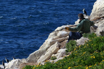 black-faced cormorant colony