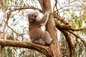 koala in tree