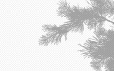 Shadow overlay from a pine tree branch isolated on a transparent background.