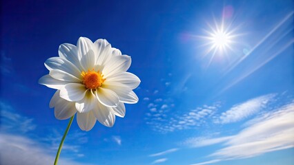 white flower with blue sky and yellow points