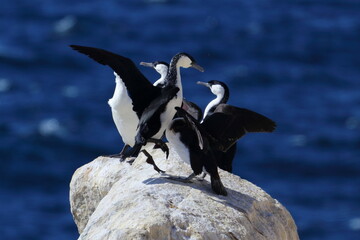 black-faced cormorant colony