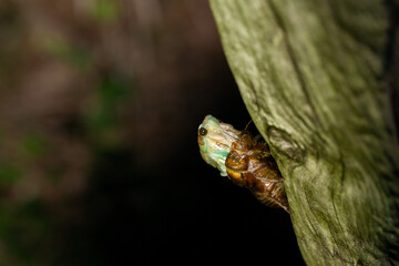 アズブラゼミの羽化中