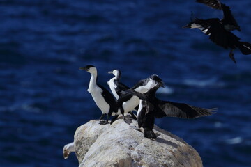 black-faced cormorant colony