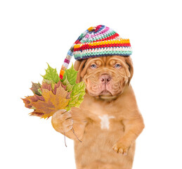 Sad Mastiff puppy wearing a warm hat with pompon holds dry colorful leaves. isolated on white...