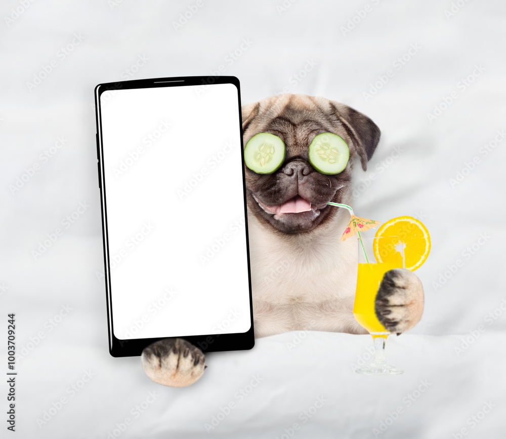 Fototapete Happy Pug puppy with a pieces of cucumber on it eyes relaxing on the bed at home and showing big smartphone with white screen in it paw. Top down view. Empty space for text