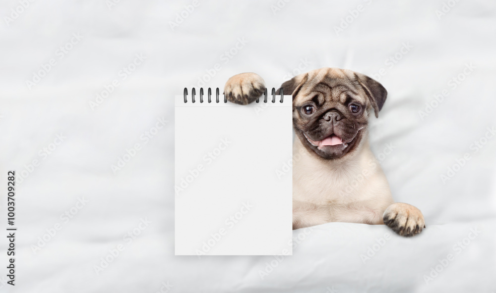Fototapete Pug puppy lying on a bed at home and showing empty list in it paw. Top down view. Empty space for text