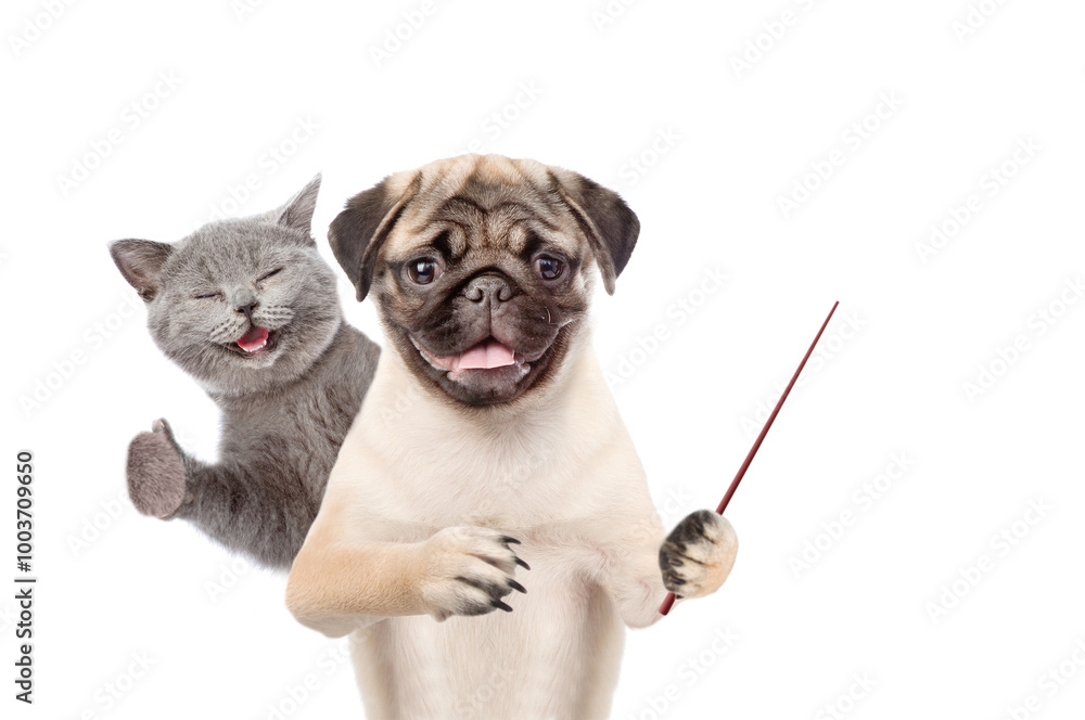 Poster Happy cat shows thumbs up gesture. Pug puppy points away on empty space. isolated on white background