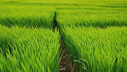 Rice sprout mud in rice seedlings with nature green background agriculture 1