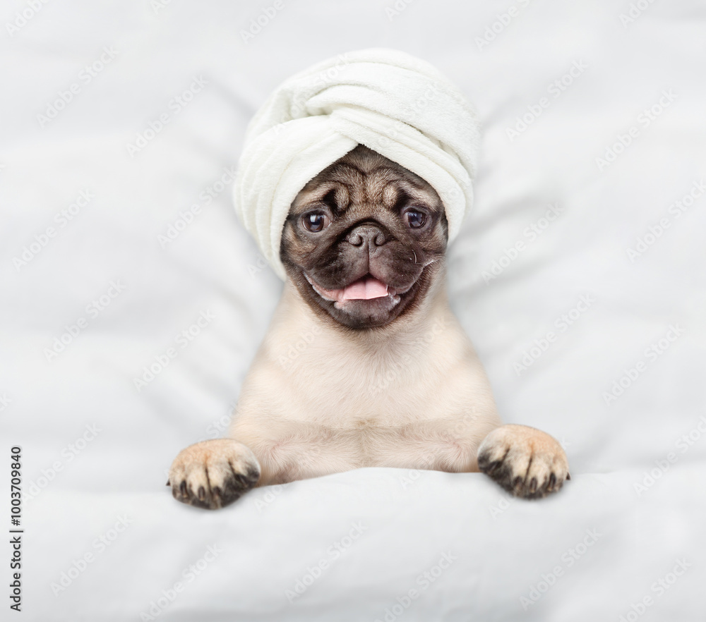 Aufkleber funny pug puppy with towel on it head relaxing on the bed at home. top down view