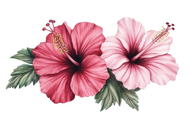 Obraz premium Vibrant pink and white hibiscus flowers with lush green leaves on a transparent background, perfect for decorative themes and nature-inspired designs.