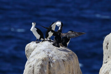 black-faced cormorant
