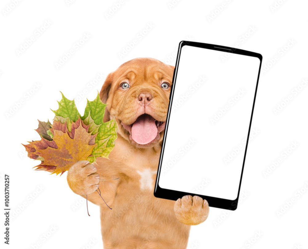 Fototapete smiling puppy holds dry leaves and big smartphone with white blank screen in it paw. isolated on whi