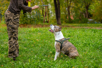 Obedience Training for Staffordshire Terrier with Park Play and Attention