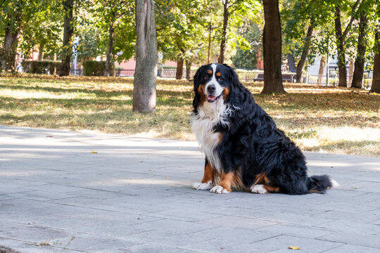amazing portrait beautiful happy Bernese mountain dog in the park