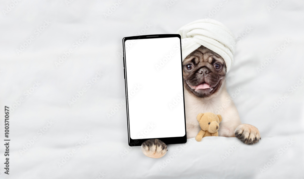 Poster Pug puppy with towel on it head relaxing on the bed at home and showing big smartphone with white blank screen in it paw. Top down view