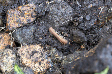 マクラギヤスデ -Niponia nodulosa-