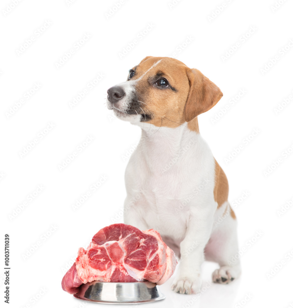 Poster funny jack russell terrier puppy sits with bowl of raw meat and looks away and up on empty space. is
