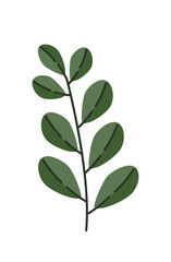 Boxwood branch illustration. Winter decoration greenery. Evergreen plant.
