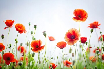 Fototapeta premium White poppies photography backdrop with blooming flowers