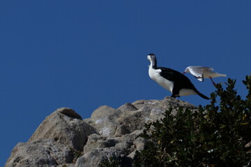 Fototapeta premium black-faced cormorant