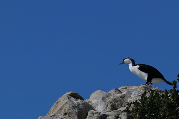 black-faced cormorant