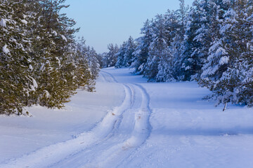 Fototapeta premium snowbound fir tree forest at bright winter day, beautiful seasonal landscape