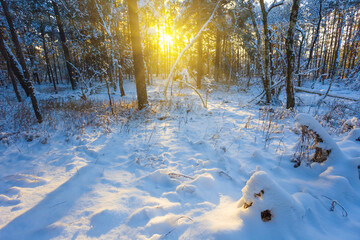 winter snowbound  forest glade in light of sparkle sun