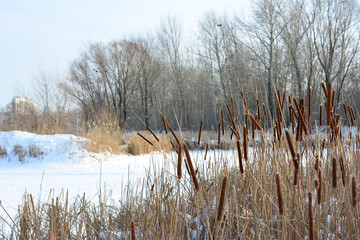 a field of grass in the snow with some trees in the background   