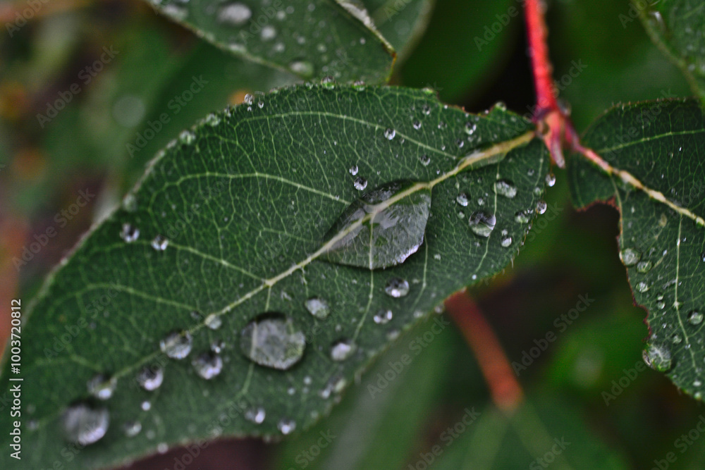 Wall mural a leaf with water droplets on it and a few drops of water on it macro