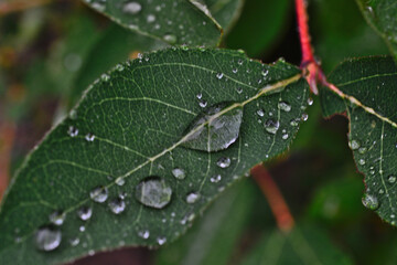 a leaf with water droplets on it and a few drops of water on it macro
