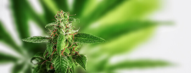 Cannabis plants on white background. Copy space, banner.